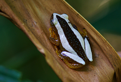 Fornasini's Spiny Reed Frog photo 2