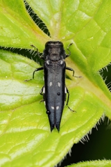 Agrilus guerini