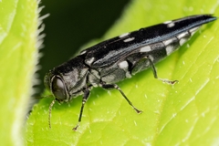 Agrilus guerini