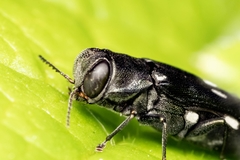 Agrilus guerini