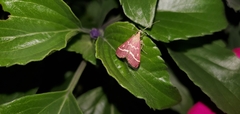 Pyrausta volupialis