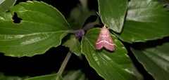Pyrausta volupialis