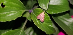 Pyrausta volupialis
