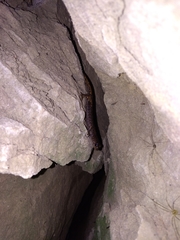 Speleomantes italicus