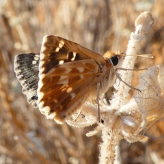Muschampia alta