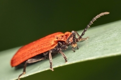 Lopheros rubens