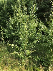 Populus tremula