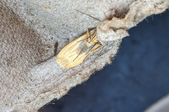 Eilema depressa