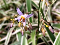 Dianella ensifolia