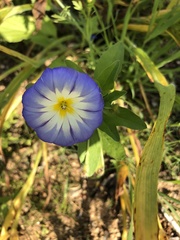 Convolvulus tricolor
