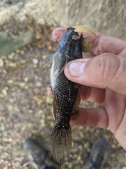 Dormitator latifrons