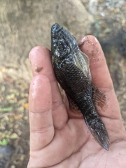 Dormitator latifrons