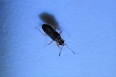 Stigmatonotum rufipes