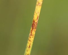 Juncus conglomeratus