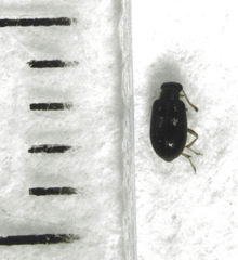 Zenascus nitidus