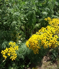 Tanacetum vulgare