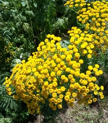 Tanacetum vulgare