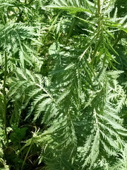 Tanacetum vulgare