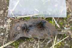 Microtus agrestis