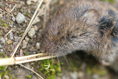Microtus agrestis