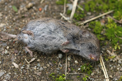 Microtus agrestis