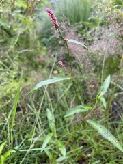 Persicaria minor