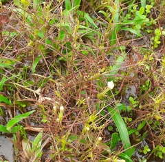 Rhamphicarpa longiflora