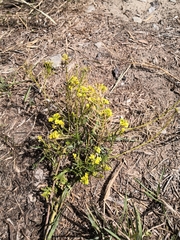 Sisymbrium loeselii
