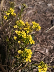 Sisymbrium loeselii