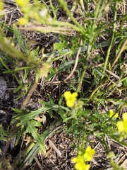 Sisymbrium loeselii