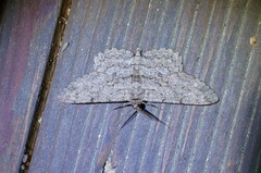 Hypomecis punctinalis