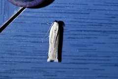 Mesophleps albilinella