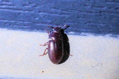 Alphitobius diaperinus