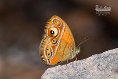 Mycalesis patnia