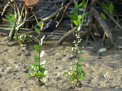 Sonneratia caseolaris