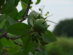 Sonneratia caseolaris