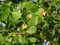 Sonneratia caseolaris