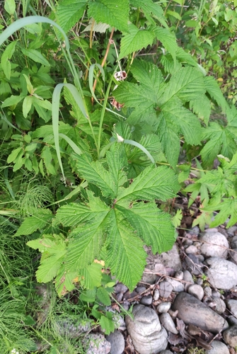 Filipendula digitata, photograph 4