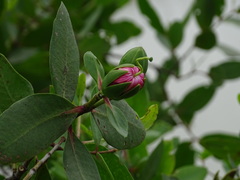 Sonneratia caseolaris