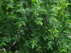 Sonneratia caseolaris