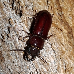 Neandra marginicollis
