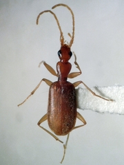 Pseudaptinus