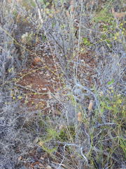 Bupleurum rigidum paniculatum