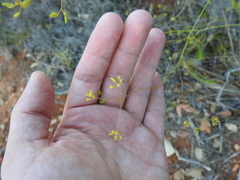 Bupleurum rigidum paniculatum