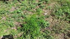 Gleditsia triacanthos