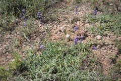 Globularia orientalis