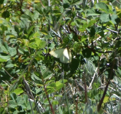 Colias occidentalis