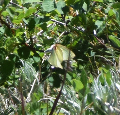 Colias occidentalis
