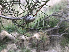 Hakea mitchellii