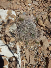 Coryphantha macromeris macromeris